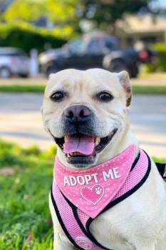 Yellow Labrador Retriever and Boxer Dogs Available for Adoption in Los Angeles, California - Helga  | PetCurious