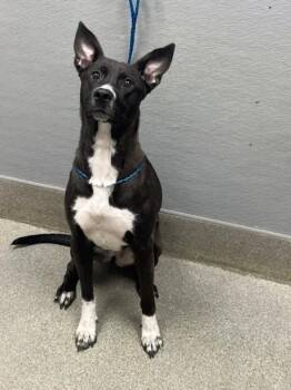 FANCY PANTS -  Pit Bull Terrier and Mixed Breed Dog for Adoption in Las Vegas, Nevada - FANCY PANTS | PetCurious
