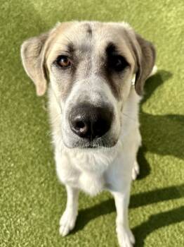 Rescue Mixed Breed Dogs for Adoption in Wichita, Kansas - Rolo | PetCurious