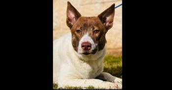 Cattle Dog and Labrador Retriever Dogs Available for Adoption in Naperville, Illinois - Stone | PetCurious