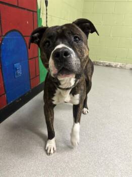 Boxer and Mixed Breed Dogs Available for Adoption - MARTY | PetCurious