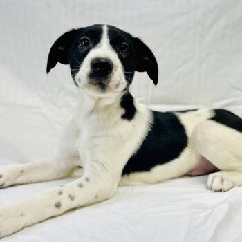Border Collie Dogs Available for Adoption - Drift | PetCurious