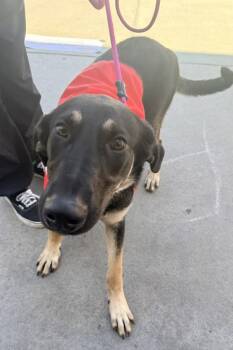 Zinnia -  German Shepherd Dog Dog for Adoption in Tulare, California - Zinnia | PetCurious