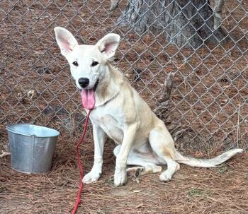 Priya -  Shepherd Dog for Adoption in Little Rock, Arkansas - Priya | PetCurious
