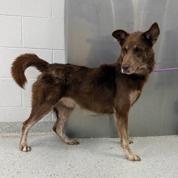 Cocoa Puff -  Standard Poodle and Husky Dog for Adoption in Indianapolis, Indiana - Cocoa Puff | PetCurious