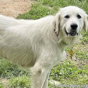 Great Pyrenees Dogs Available for Adoption in Beacon, New York - WooWoo In GA - Wants To Be Your Best Friend! | PetCurious