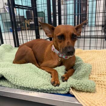 Melody -  Mixed Breed Dog for Adoption in Houston, Texas - Melody | PetCurious