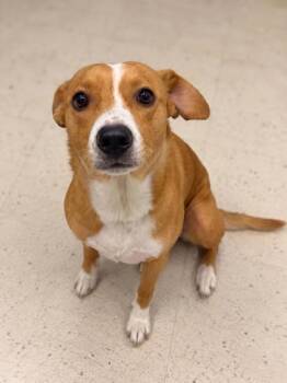 Lyla -  Mixed Breed Dog for Adoption in Gulfport, Mississippi - Lyla | PetCurious