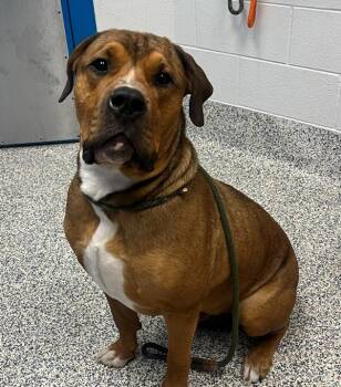 Zeus -  Mastiff and Rottweiler Dog for Adoption in Golden, Colorado - Zeus | PetCurious
