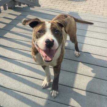 Rescue Pit Bull Terrier Dogs for Adoption in Grand Forks, North Dakota - Teddy | PetCurious