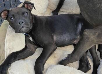 Rescue Mixed Breed Dogs for Adoption in Loveland, Colorado - HART | PetCurious