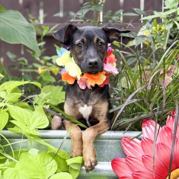 Wesley -  Miniature Pinscher and Chihuahua Dog for Adoption in Fairfield, Connecticut - Wesley | PetCurious