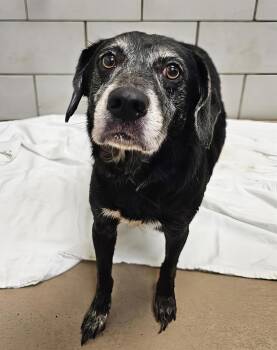 Hoagie -  Mixed Breed Dog for Adoption in Nashville, Tennessee - Hoagie | PetCurious