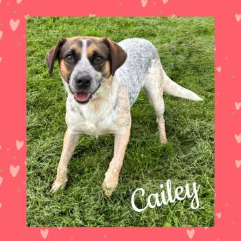 Cailey -  Australian Cattle Dog Blue Heeler Dog for Adoption in Mokena, Illinois - Cailey | PetCurious