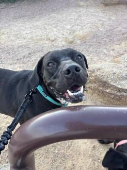 Khloe -  Labrador Retriever Dog Available for Adoption in Colorado Springs, Colorado - Khloe | PetCurious