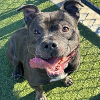 Rescue Pit Bull Terrier Dogs for Adoption in Greensboro, North Carolina - Dusty | PetCurious