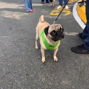 Marilyn -  Pug Dog for Adoption in Seattle, Washington - Marilyn | PetCurious