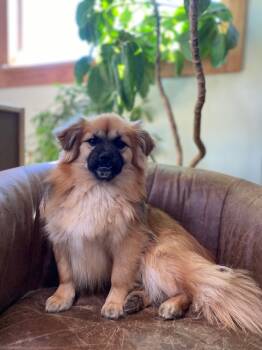 Rescue Pomeranian and Shih Tzu Dogs for Adoption in Tucson, Arizona - Willow | PetCurious