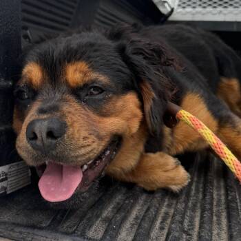 Rufus -  Australian Shepherd and Rottweiler Dog for Adoption in Mount Vernon, Arkansas - Rufus | PetCurious