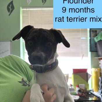 Flounder -  Rat Terrier and None Dog for Adoption in Tampa, Florida - Flounder | PetCurious