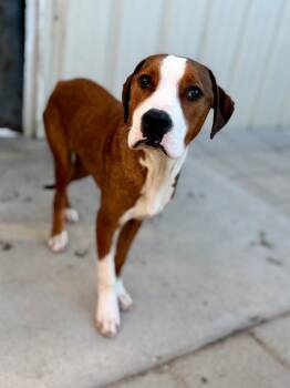 Corey -  Foxhound and Mixed Breed Dog for Adoption in Muskegon, Michigan - Corey | PetCurious