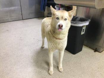 Siberian Husky Dogs Available for Adoption in Riverside, California - FROSTY | PetCurious