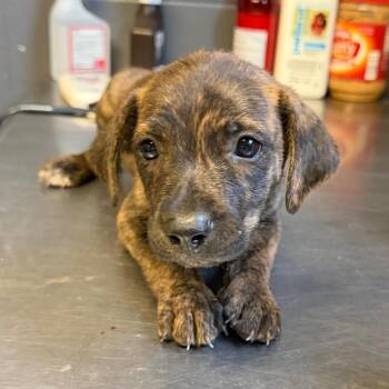 Publix -  Pit Bull Terrier and Mixed Breed Dog for Adoption in Tuscaloosa, Alabama - Publix | PetCurious