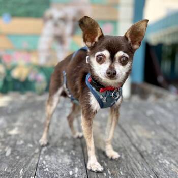 Shorty -  Chihuahua Dog for Adoption in Pacific Grove, California - Shorty | PetCurious