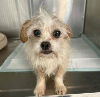 Terrier and Mixed Breed Dogs Available for Adoption in Kannapolis, North Carolina - Jojo | PetCurious