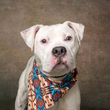 Ace -  American Bulldog and Mixed Breed Dog for Adoption in Atlanta, Georgia - Ace | PetCurious