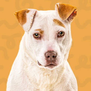 Rescue Pit Bull Terrier Dogs for Adoption in Reno, Nevada - Snacks | PetCurious