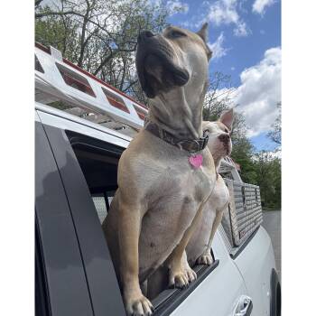 Sadie -  Pit Bull Terrier Dog for Adoption in Rochester, New York - Sadie | PetCurious