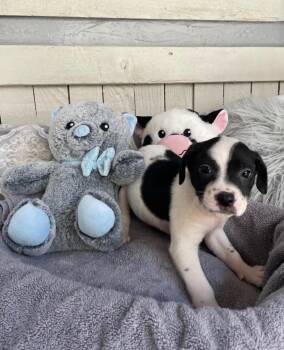 Terrier Dogs Available for Adoption - The Laundry Litter" (WRINKLE) | PetCurious
