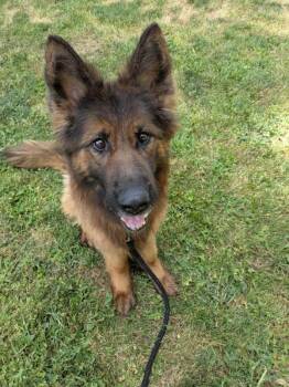 Effie -  German Shepherd Dog Dog for Adoption in Vancouver, Washington - Effie | PetCurious