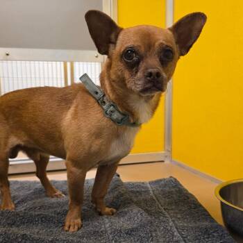 Chihuahua and Pug Dogs Available for Adoption in Norman, Oklahoma - Gumby | PetCurious