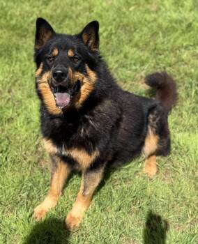 Jagger -  Shepherd and Chow Chow Dog for Adoption in Georgina, Ontario - Jagger | PetCurious