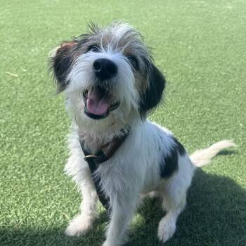Andy -  Terrier Dog for Adoption in Canton, Illinois - Andy | PetCurious