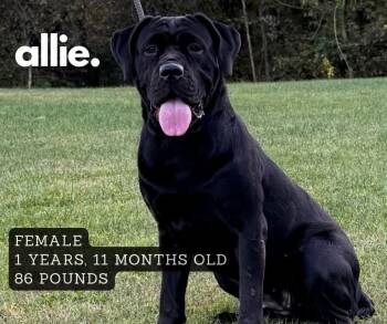 Allie -  Mastiff Dog for Adoption in Ashland, Kentucky - Allie | PetCurious
