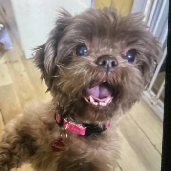 Shih Tzu Dogs Available for Adoption - Roxy | PetCurious