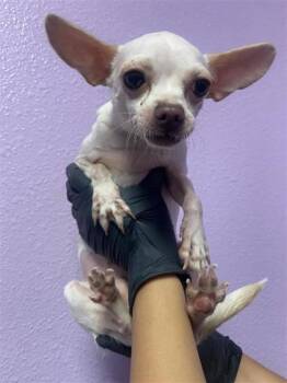 61104048 -  Chihuahua and Mixed Breed Dog Available for Adoption in El Paso, Texas - 61104048 | PetCurious
