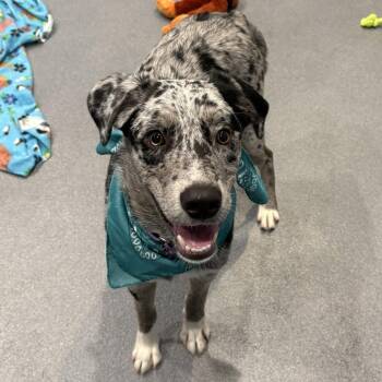 Ray Ray -  Mixed Breed Dog for Adoption in Canal Winchester, Ohio - Ray Ray | PetCurious