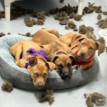 Vulpix -  Black Mouth Cur and Rhodesian Ridgeback Dog for Adoption in Troy, Virginia - Vulpix | PetCurious
