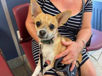 Chihuahua Dogs Available for Adoption - OSITITO | PetCurious