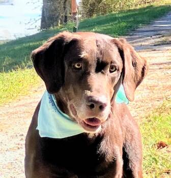 Rescue Chocolate Labrador Retriever Dogs for Adoption - Tucker | PetCurious