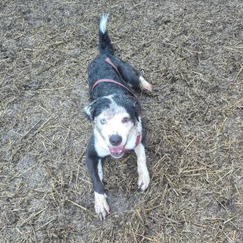 Pookie -  Border Collie and Mixed Breed Dog for Adoption in Walker, Michigan - Pookie | PetCurious