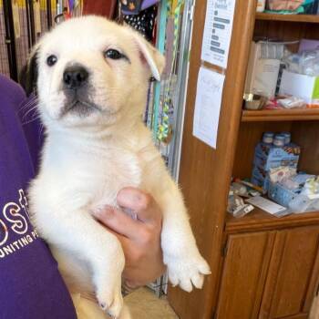 Sage -  Mixed Breed Dog for Adoption in Webster, Texas - Sage | PetCurious