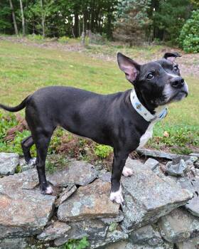 Charlotte York -  Pit Bull Terrier Dog for Adoption in Westminster, Massachusetts - Charlotte York | PetCurious