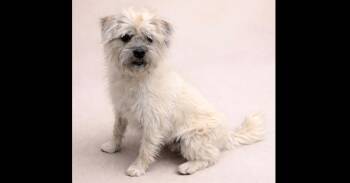 Wheaten Terrier and Terrier Dogs Available for Adoption - JEEVES AKA RUDY | PetCurious