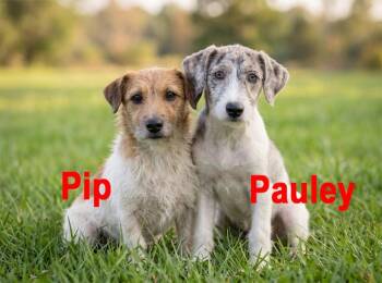 Jack Russell Terrier Dogs Available for Adoption in Crown Point, Indiana - Pauley & Pip ( Bonded Pair) | PetCurious