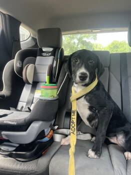 Dalgarno / Arry -  Labrador Retriever and Mixed Breed Dog for Adoption in Broomfield, Colorado - Dalgarno / Arry | PetCurious